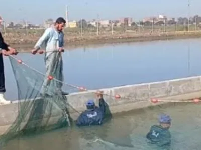 تجربة حية لصيد أسماك البلطى النيلى داخل الأحواض المائية بالشرقية