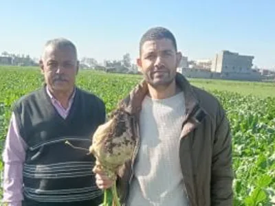 زراعة 10000 فدان بنجر بنطاق مركز منشاة أبو عمر فى الشرقية